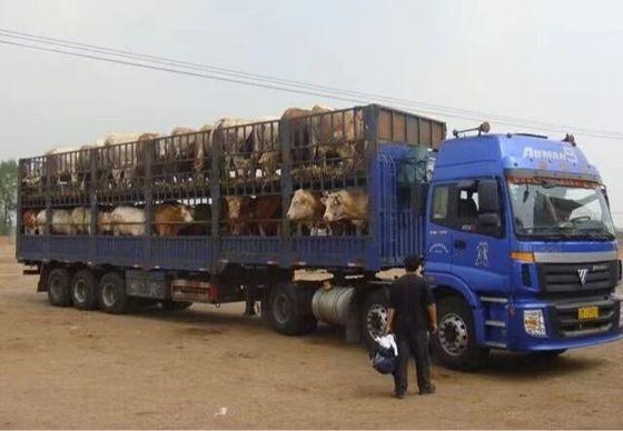 Mejor remolque de carretillas de cerca de materiales de acero de 40-80 toneladas para el transporte de animales y carga
